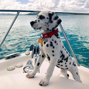 Can I Bring Pets On A Charter Yacht?